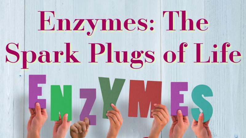 Enzymes: The Spark Plugs of Life